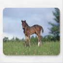 Recherche de sang tapis souris Cheval