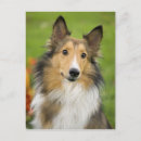 Suche nach collies postkarten Pet