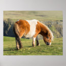 Recherche de poney shetland posters Brun