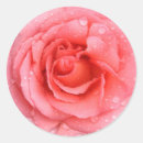 Recherche de gouttelettes autocollants Rose
