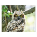 Suche nach raubvögel poster Tiere