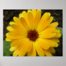 Suche nach ringelblumen poster Fotografie