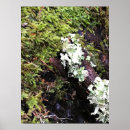 Suche nach salamander poster Amphibisch