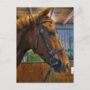 Recherche de profil de cheval cartes postales Ferme