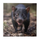 Suche nach einheimisch fliesen Katzen