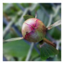 Recherche de pivoine rouge posters Printemps