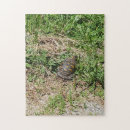 Suche nach turtle puzzle Tier