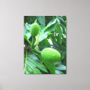 Suche nach tropische frucht leinwandbilder Grün