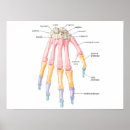 Recherche de os de la main posters Pour tous