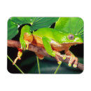 Recherche de grenouille magnets Vert