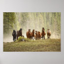 Suche nach kleines pferd poster Tier