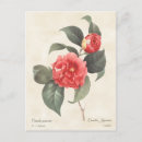 Recherche de camélias cartes postales Fleur