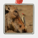 Suche nach schnauzer ornamente Spaß