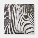 Recherche de sud africain magnets Faune