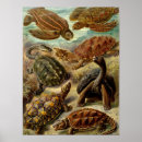 Suche nach chelonia poster Kunstformen der natur