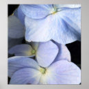 Recherche de pétales art Fleurs