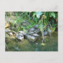 Recherche de terrapin Tortues