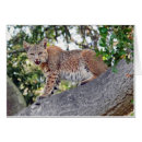 Recherche de chat sauvage Lynx