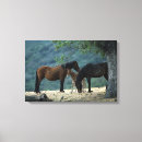 Recherche de juments et poulains art Mustang