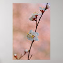 Suche nach attraktiv poster Blume