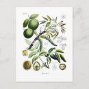 Suche nach walnuss postkarten Obst