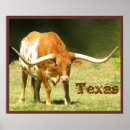Recherche de longhorn du texas posters Amérique