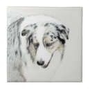 Recherche de berger australien carreaux Chien