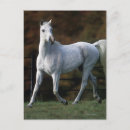 Recherche de cheval arabe cartes postales Courir