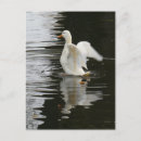 Recherche de duck posters Oiseau d'eau