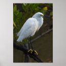 Suche nach egretta Natur