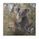 Suche nach bear fliesen Tierwelt