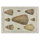Recherche de coquille planches à découper Coquillage de sépia
