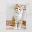 Suche nach babytiere postkarten Hauskatze