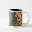 Recherche de habitat tasses Famille