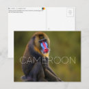 Suche nach mandrill poster Afrika