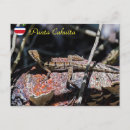 Suche nach eidechsen postkarten Tier