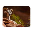 Recherche de mouflon magnets Ovis canadensis