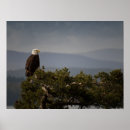 Suche nach amerikanischer vogel poster Tier