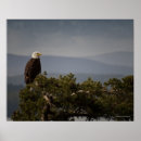 Recherche de oiseau américain posters Canada