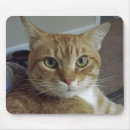 Suche nach orange miezekatze elektronik zubehör Kätzchen
