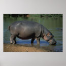 Recherche de hippopotame posters Animaux