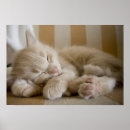 Suche nach sleeping cat poster Kitten