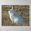 Recherche de lapin blanc art Lièvre