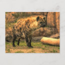 Recherche de hyennas cartes postales Pour tous