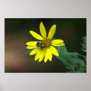 Recherche de fleur sauvage jaune art Abeille