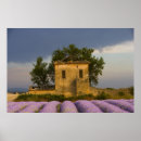 Recherche de champ agricole posters Lavande