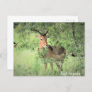 Recherche de parc national de kruger cartes postales Safari