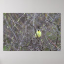 Recherche de bird posters Wildlife photography