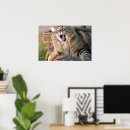 Suche nach maine coon poster Haustier