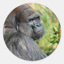 Recherche de gorilla autocollants Faune